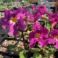 Incarvillea mairei grandiflora